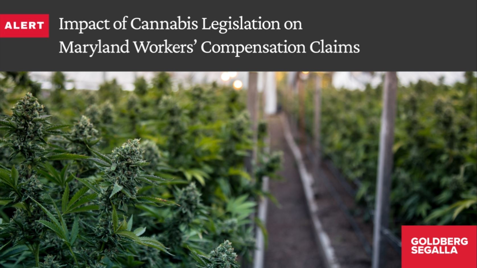 Impact of Cannabis Legislation on Maryland Workers’ Compensation Claims: What Changed in Maryland? Impact of Cannabis Legislation on Maryland Workers’ Compensation Claims: What Changed in Maryland?