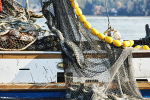 Net full of salmon being hauled onto purse seiner