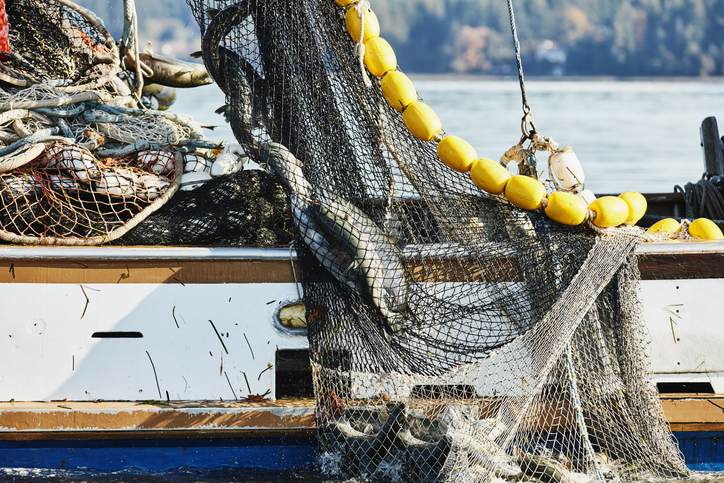 Net full of salmon being hauled onto purse seiner