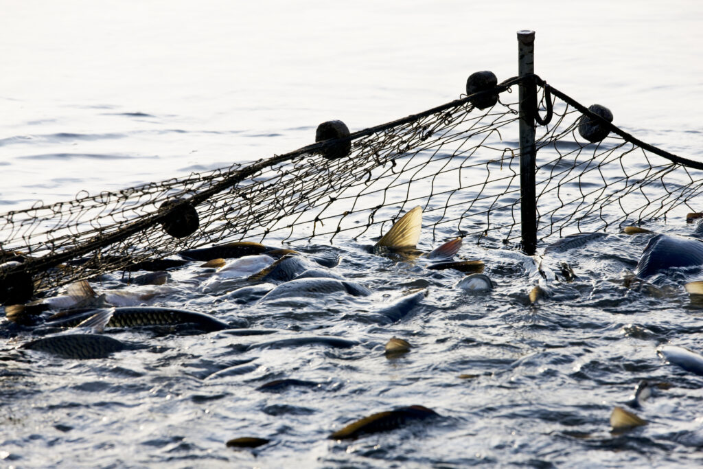 Big net thrown in the ocean capturing lots of fish