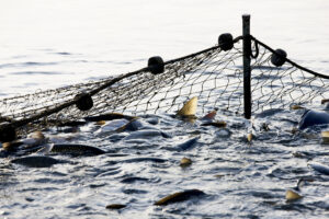 Big net thrown in the ocean capturing lots of fish