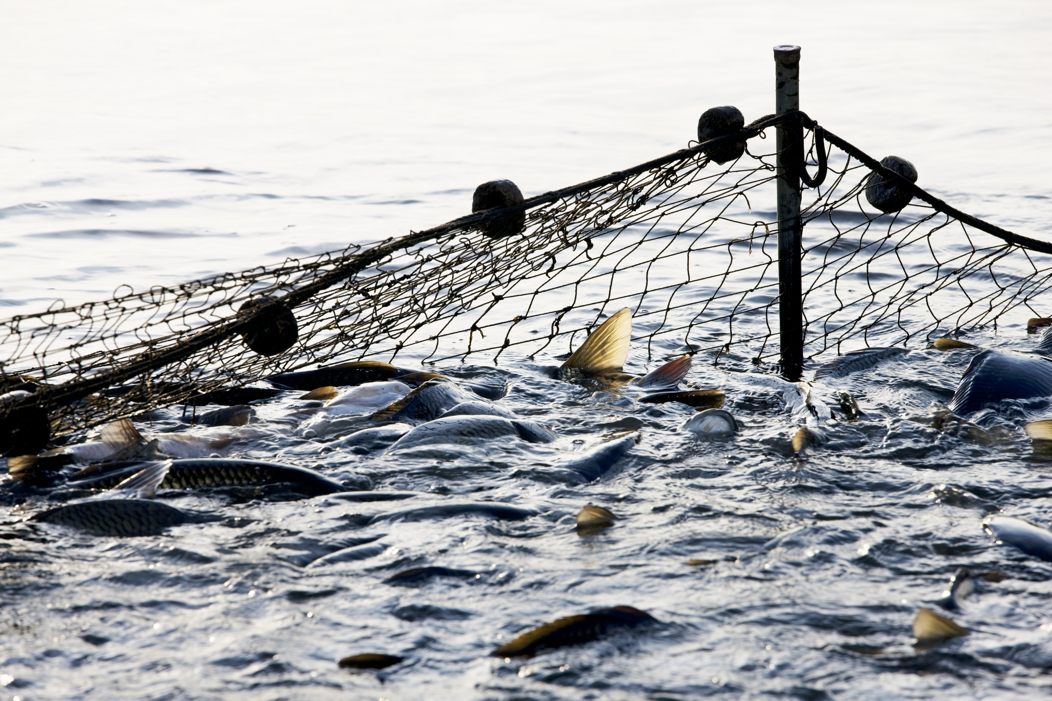 Big net thrown in the ocean capturing lots of fish